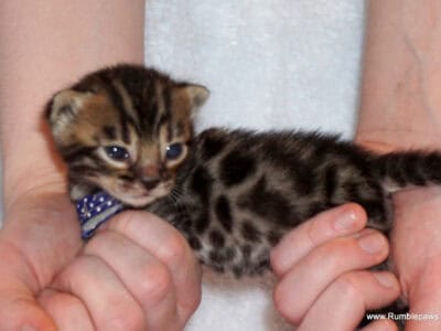 Adorable Bengal Babies Discounted pricing!