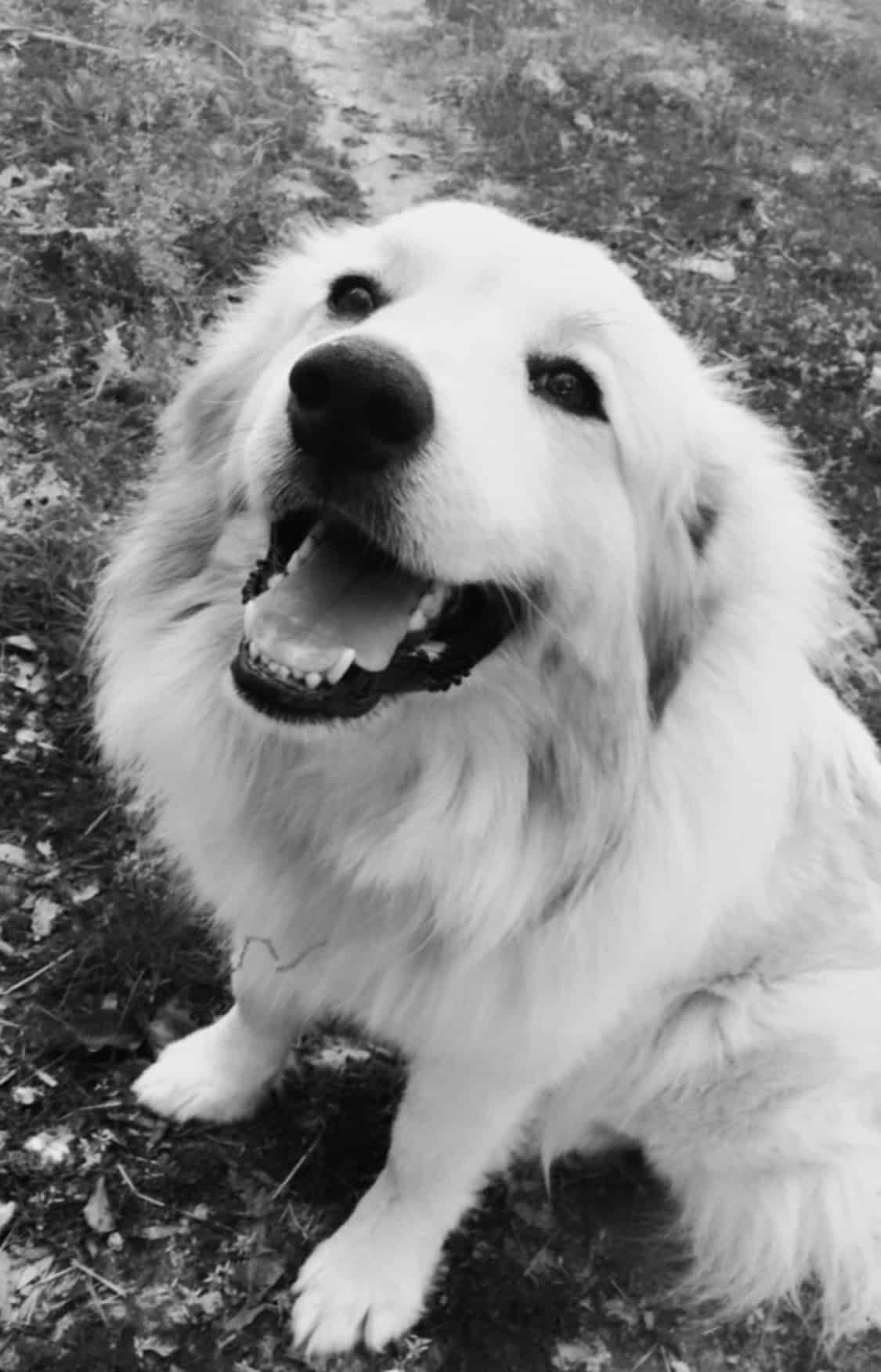 great-pyrenees-puppy-opie-petclassifieds