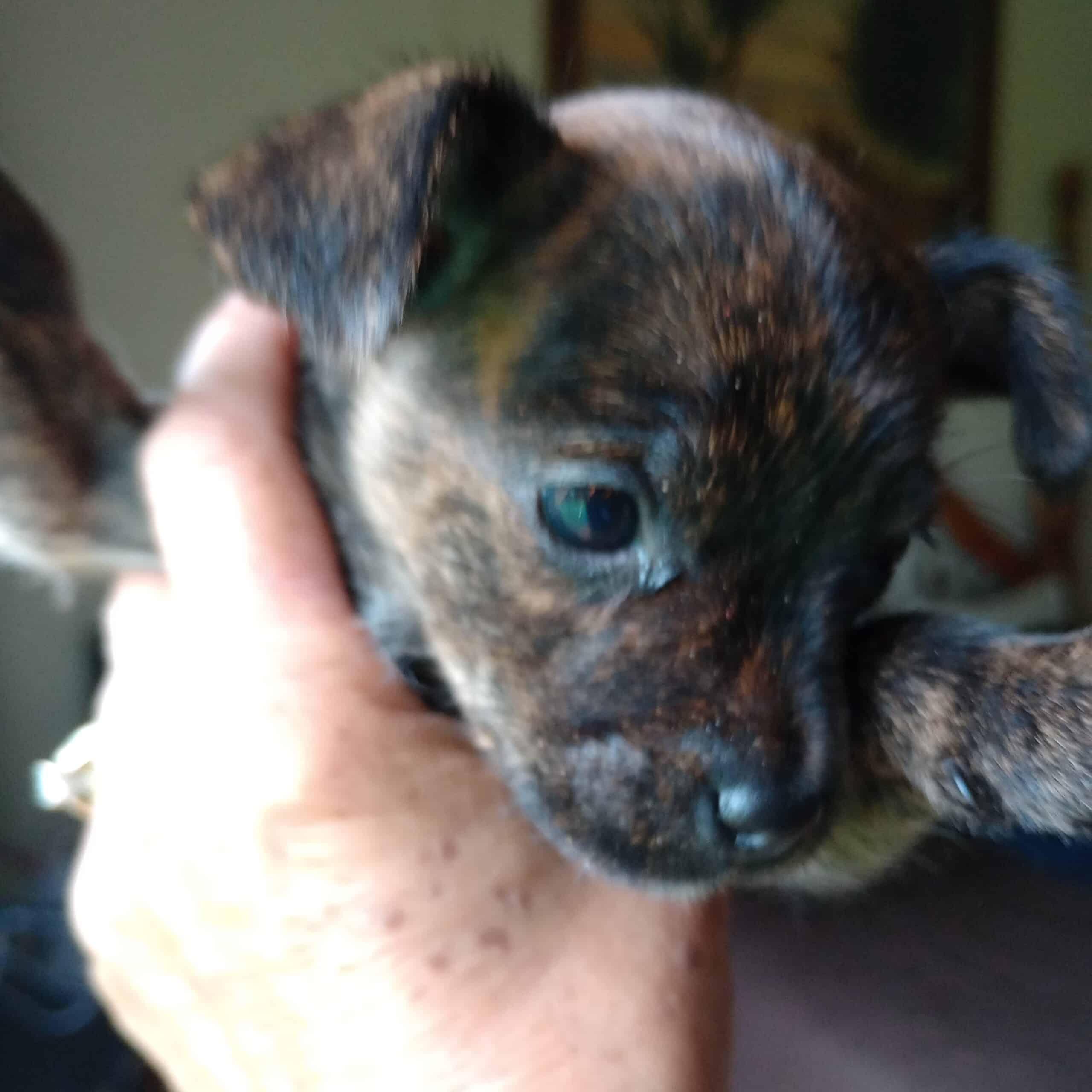 9 week old carkie puppies | PetClassifieds.com