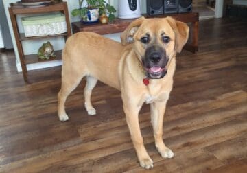 Pup re-home
