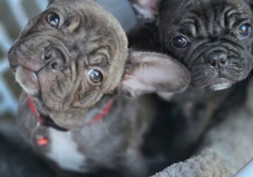 Ack registered french bulldogs