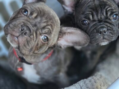 Ack registered french bulldogs