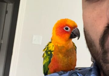 Sun conure For sale