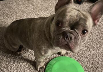Dutches FRENCH BULLDOG FULL AKC