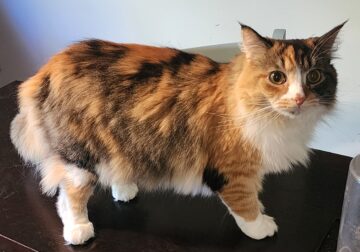 Looking for a loving home for a sweet cat