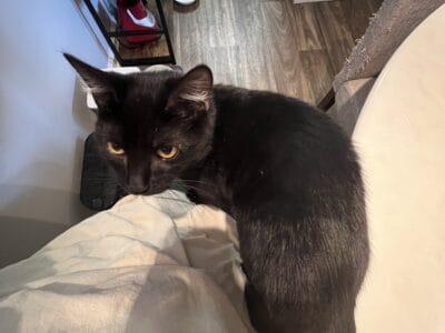 6 month old kitten
