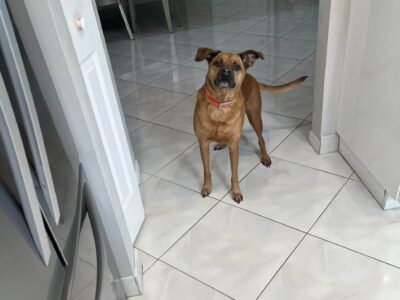 Free to good home