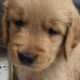 Golden Retriever Puppies Ready For New Home 11/5