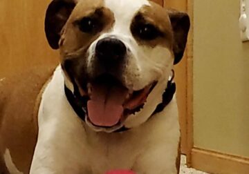 Rehoming 10year old American Pitbull