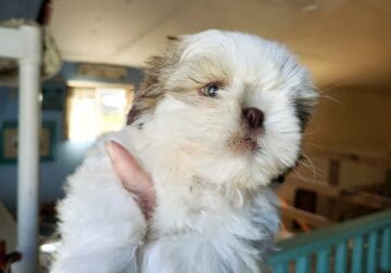 Shitzu puppies for sale