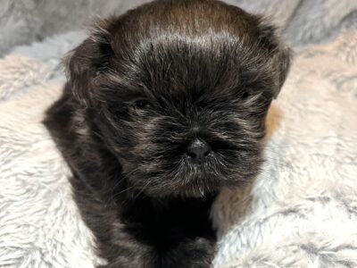 Ivy (Female, AKC Shih Tzu)