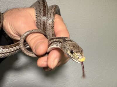Snaky needs a new home