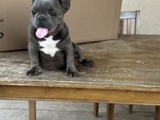 Smallest French bulldogs for good price
