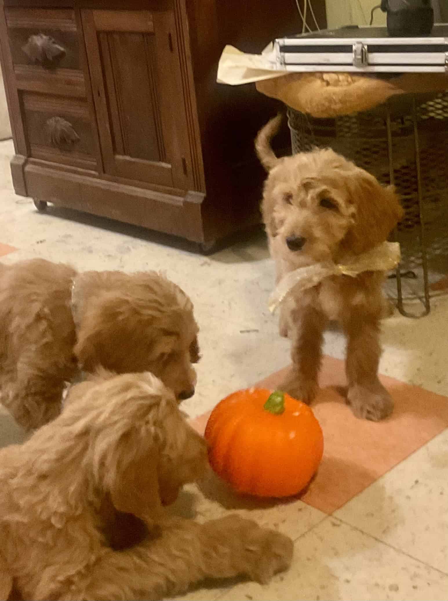 Register Standard Goldendoodle 