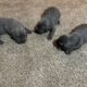 Pure Bred Cane Corso Puppies