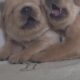 Golden Retriever Puppies Ready For New Home 11/5