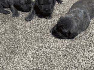 Pure Bred Cane Corso Puppies