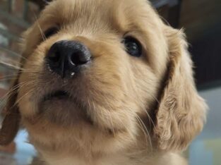 Golden Retriever Puppies Ready For New Home 11/5