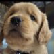 Golden Retriever Puppies Ready For New Home 11/5
