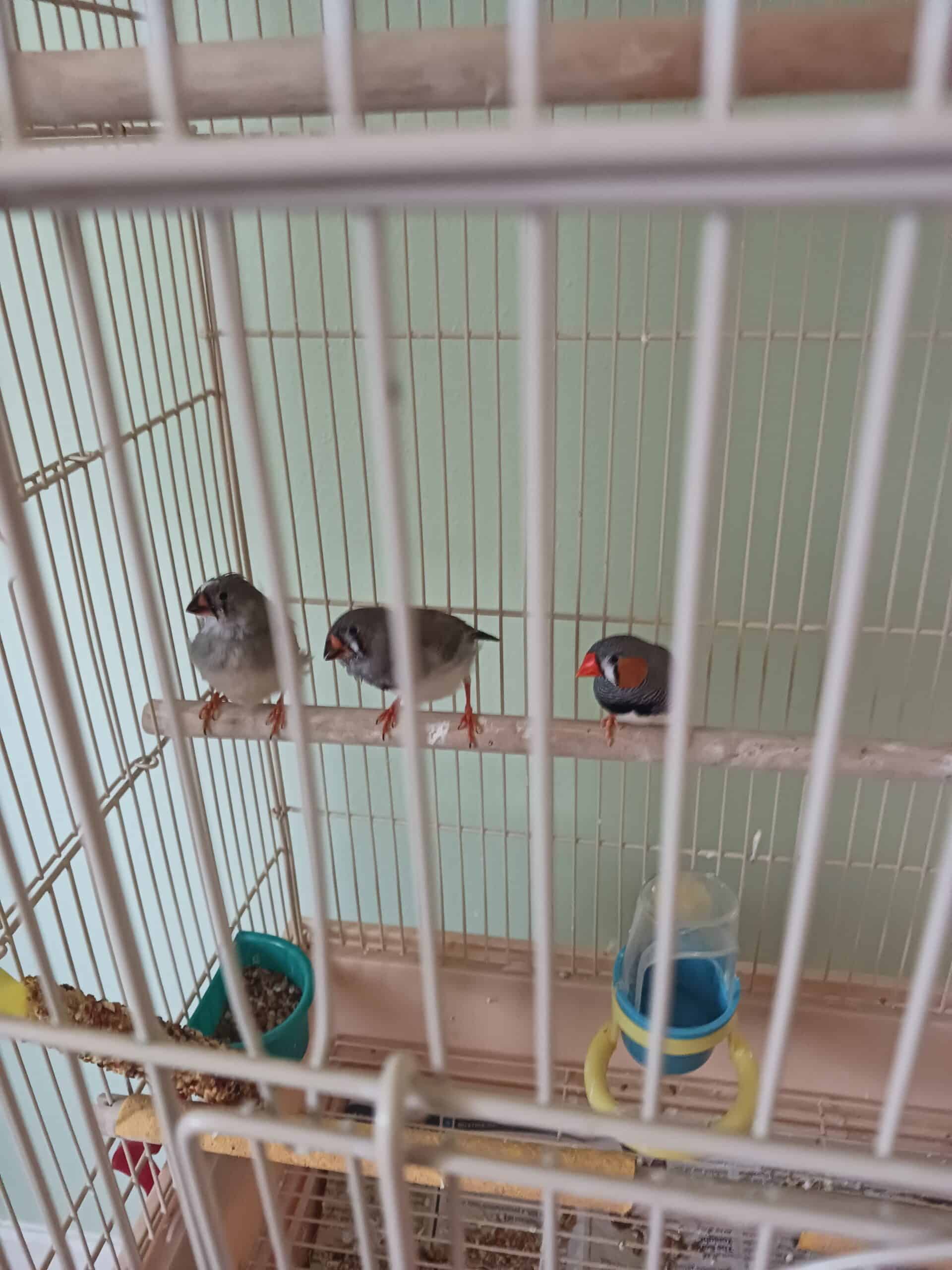 Finches for Sale