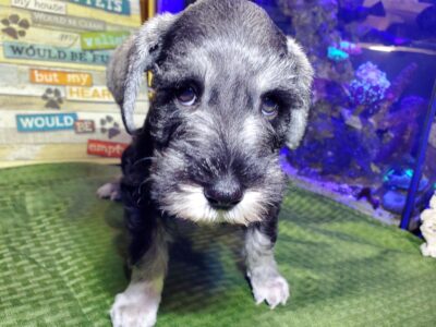 Adorable Miniature Schnauzers- only 1 boy left!