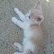 Rehoming 3 stray kittens
