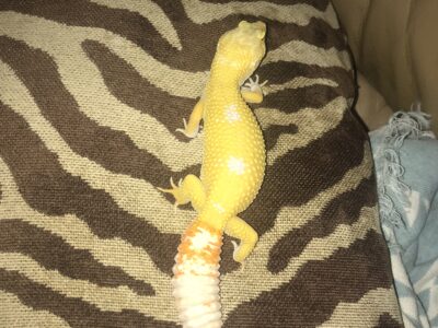 Leapard Gecko