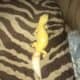Leapard Gecko