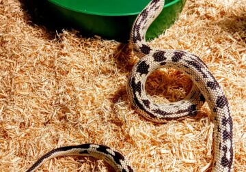 Kingsnake High White with Enclosure