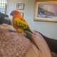 Wanted: sun conure