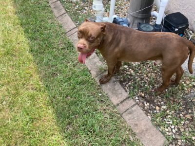 Lovable pitbull needs a home