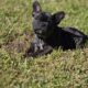 Ack registered french bulldogs