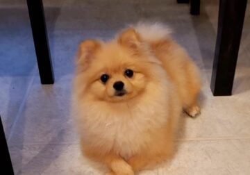 Micro Teacup Pomeranian