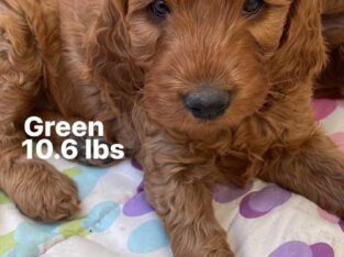 Golden doodles