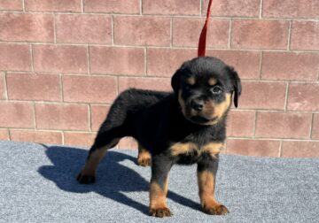 AKC Rottweiler Puppies