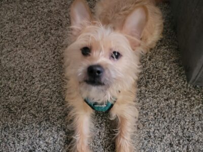 Young mixed terrier needs new home