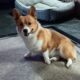 Male dog