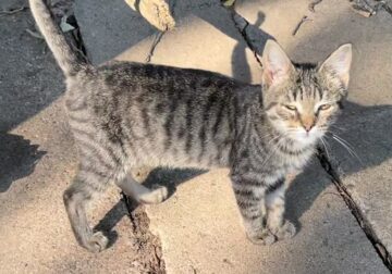 Sweet, loving kitten