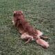 Golden Retriever stud St Augustine Fl.
