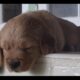 Golden Retriever Puppies Ready For New Home 11/5