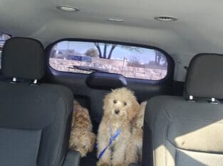 Golden Poochon