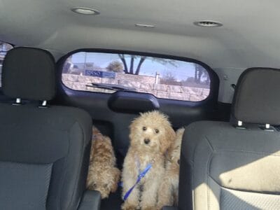 Golden Poochon