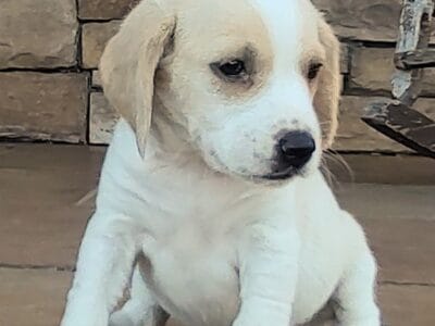 Small Beagle Puppies for Sale AKC