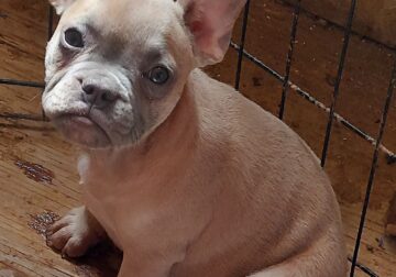 French bulldog pup