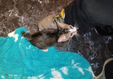 american bob tail kitten 600 dollars OBO
