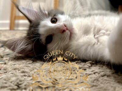 Maine coon Boy Tica registered 2
