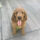 Golden doodles