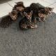 Bengal kittens
