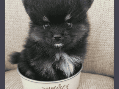 Max small Pomeranian puppy 3 months old