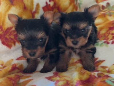 Yorkie